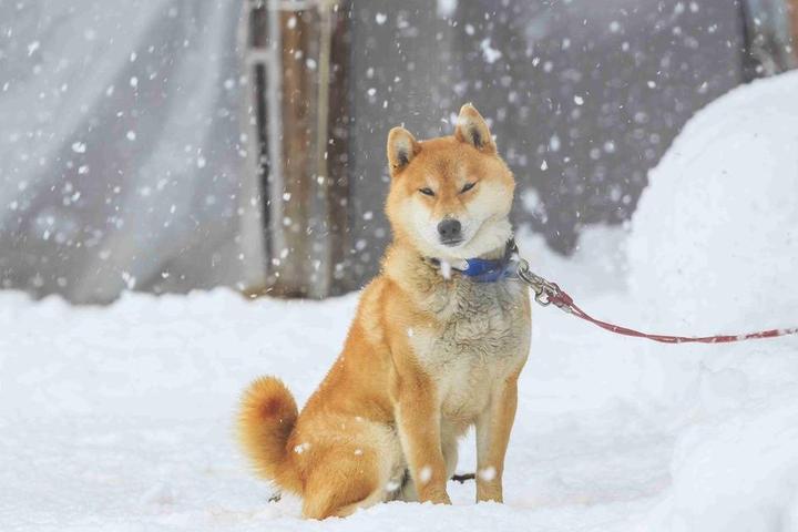 Best Dog Breeds for Cold Climates