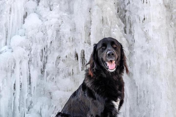 Dog-Friendly State Parks to Visit in Winter