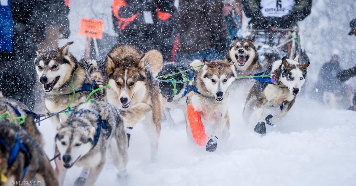 The Can't Miss Dog Event in Every State