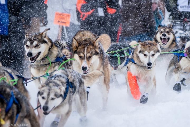 Dogs and mushers race at The Iditarod.