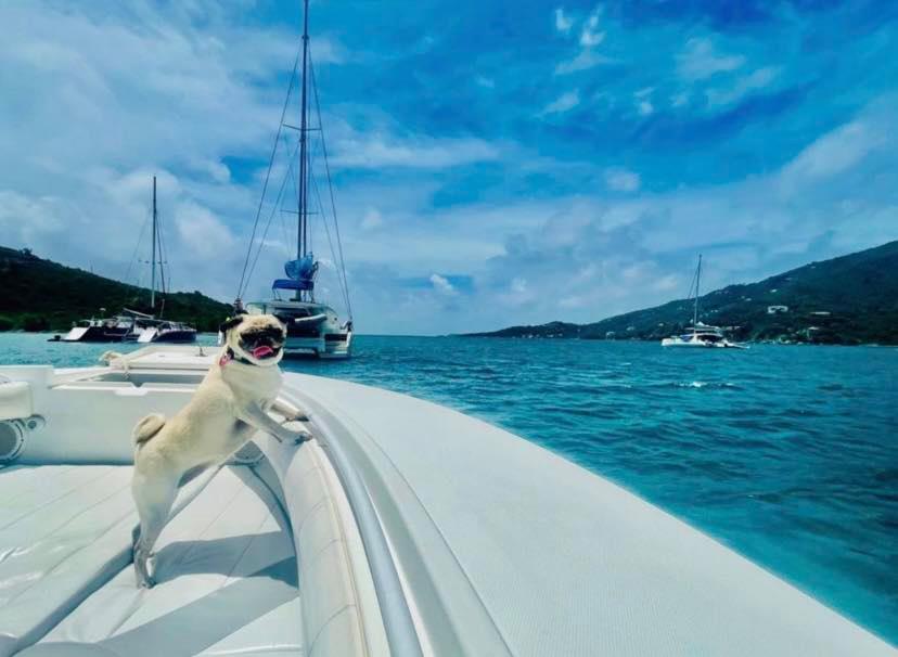 Aye Aye, Fido! Float Away on These Pet-Friendly Boat Rentals - BringFido