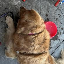 Wild Tomato restaurant view 2