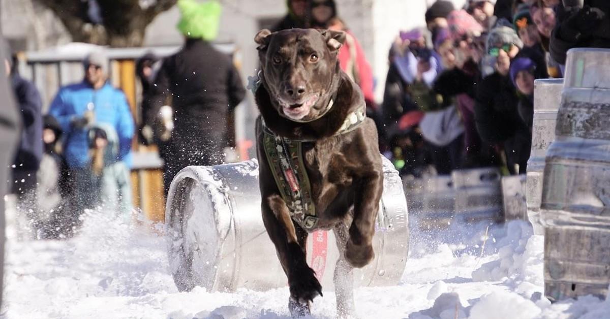 Eichardt’s Annual K9 Keg Pull at Sandpoint Idaho’s Annual Winter Carnival