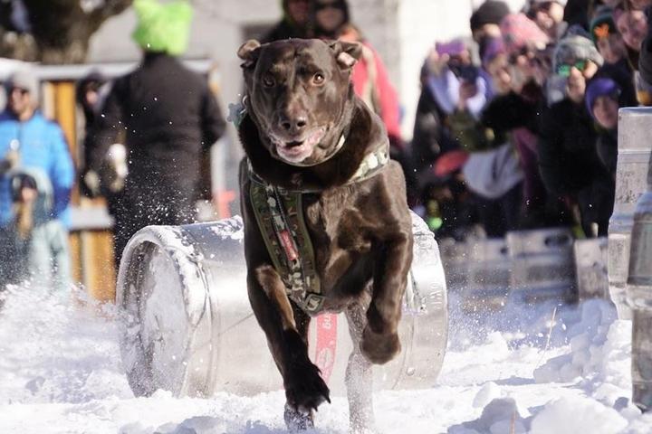 Eichardt’s Annual K9 Keg Pull at Sandpoint Idaho’s Annual Winter Carnival