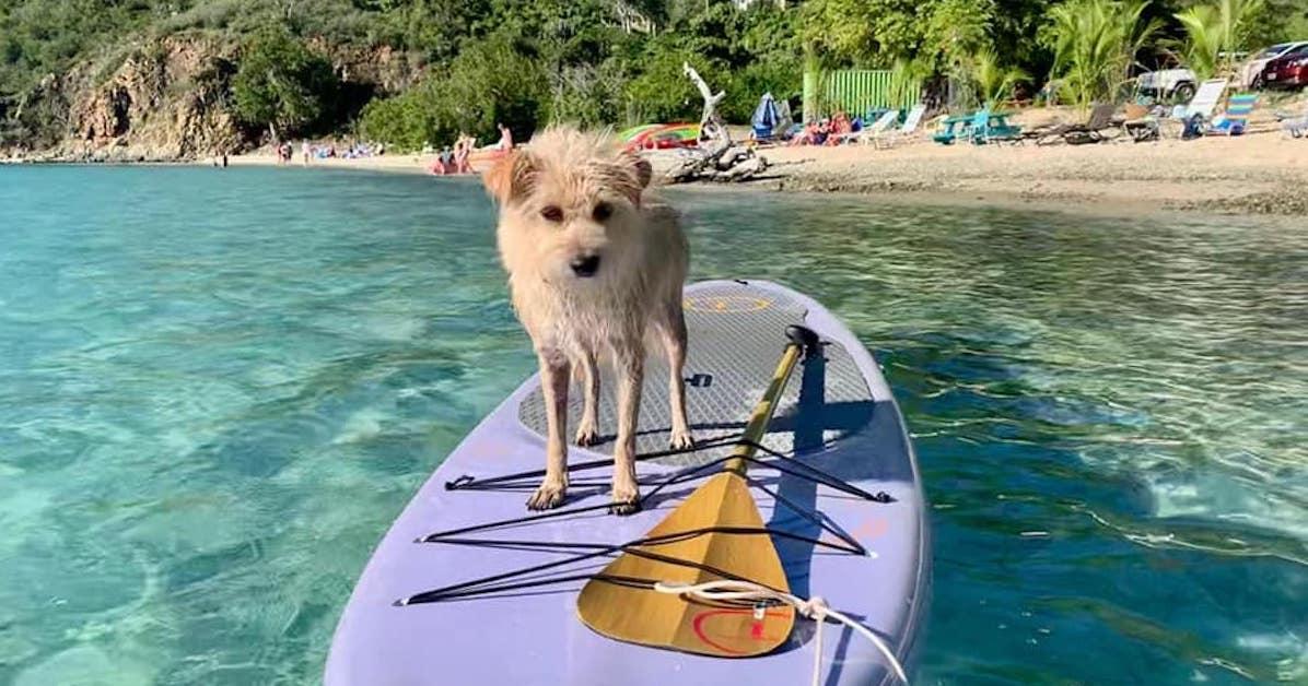 U.S. Virgin Islands Dog Travel Tips - BringFido