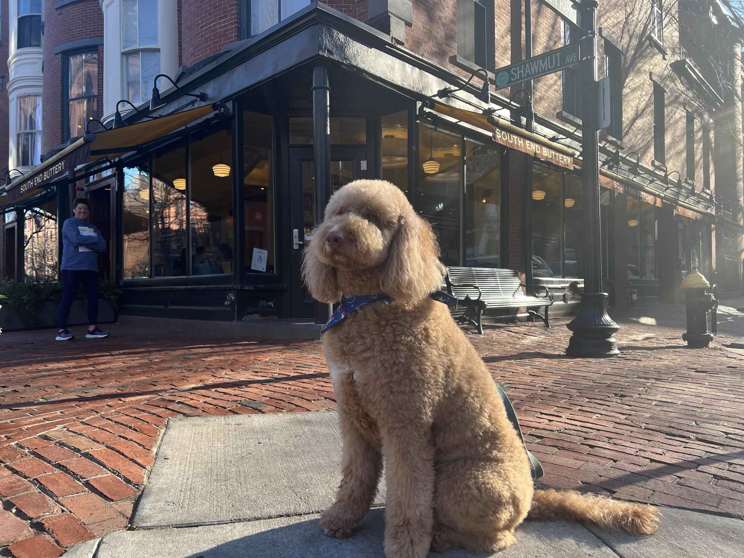 Pet Friendly South End Buttery