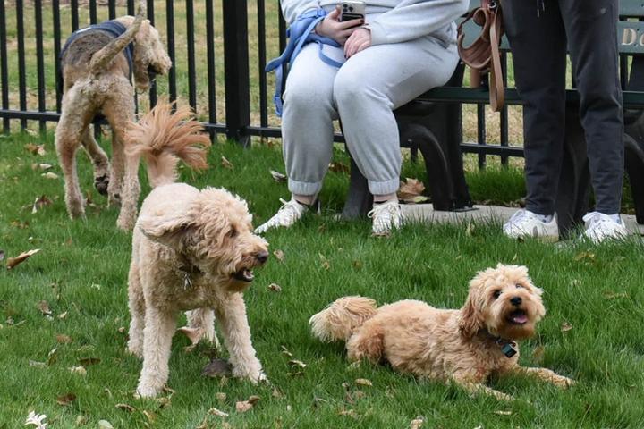 New dog parks, dog-friendly attractions, restaurants and breweries.