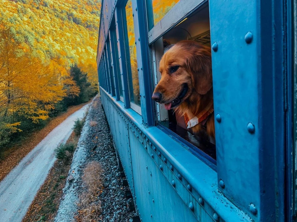 Golden Retriever rides a train through fall foliage.