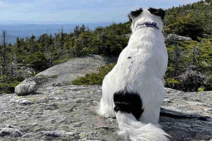 A dog looks out over the mountains in dog-friendly Vermont.