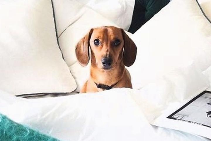Renaissance Hotels Pet Policy
