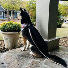 Woodlands Grill restaurant view 1