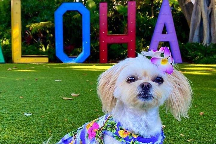 Best dog-friendly places to stay and things to do in Hawaii.