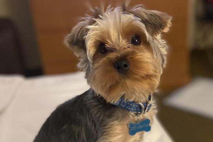 A Yorkshire Terrier at a pet-friendly Drury Hotel.