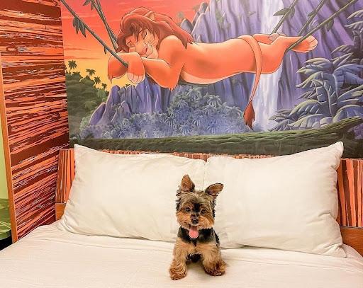 Dog friendly disney deals hotels