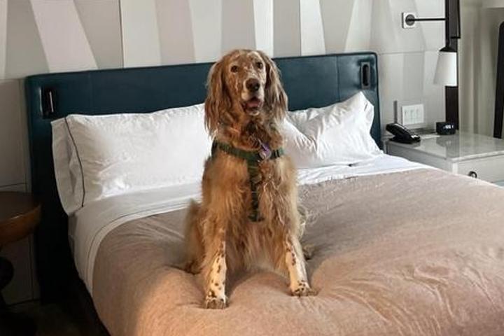 Dog on bed at Canopy by Hilton Charlotte SouthPark
