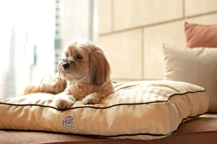 Grand Hyatt Pet Policy