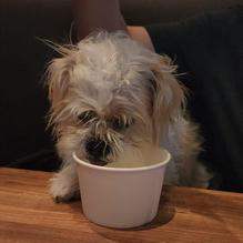 Yard House restaurant view 1