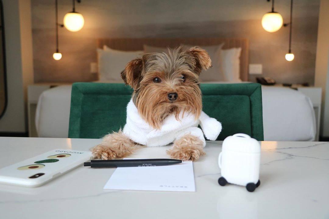 Pet-friendly hotels: 13 of the best around the world