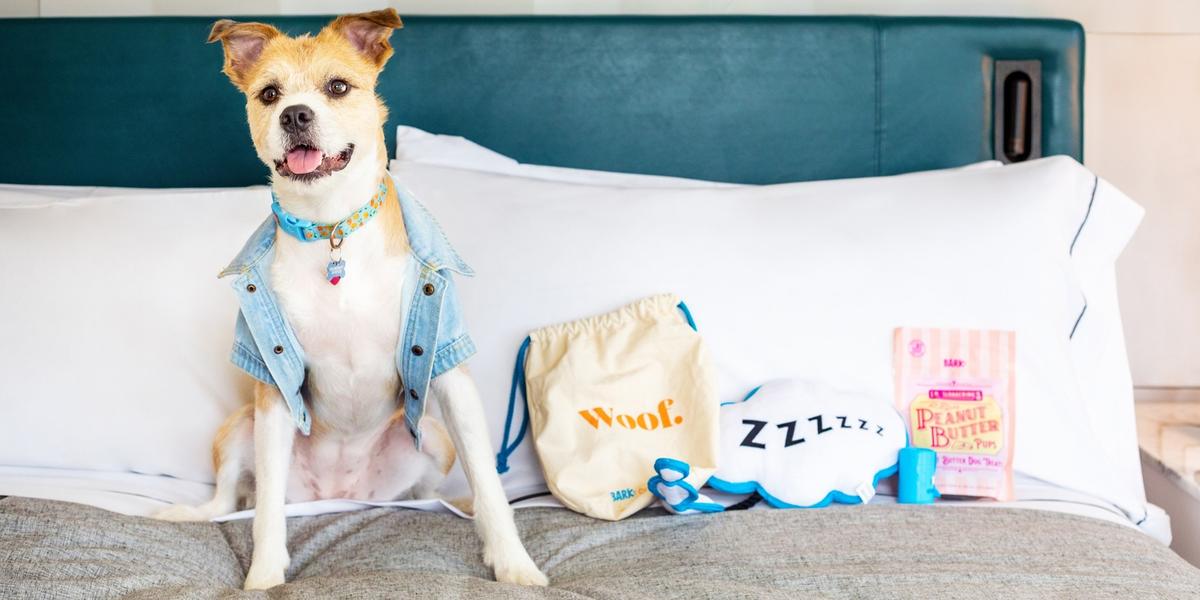 The best dog-friendly hotels with posh amenities for pets