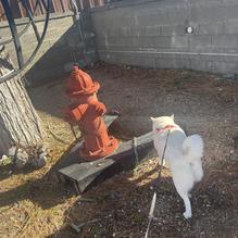 Mt. Shasta Brewing Co. restaurant view 3