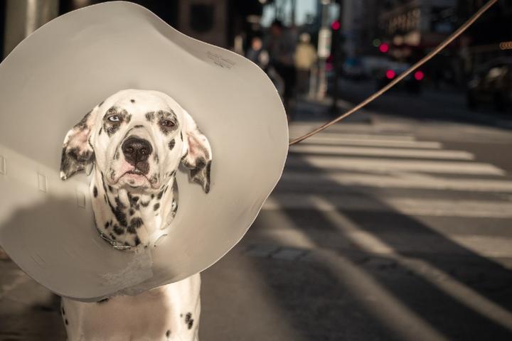 Dog in cone.
