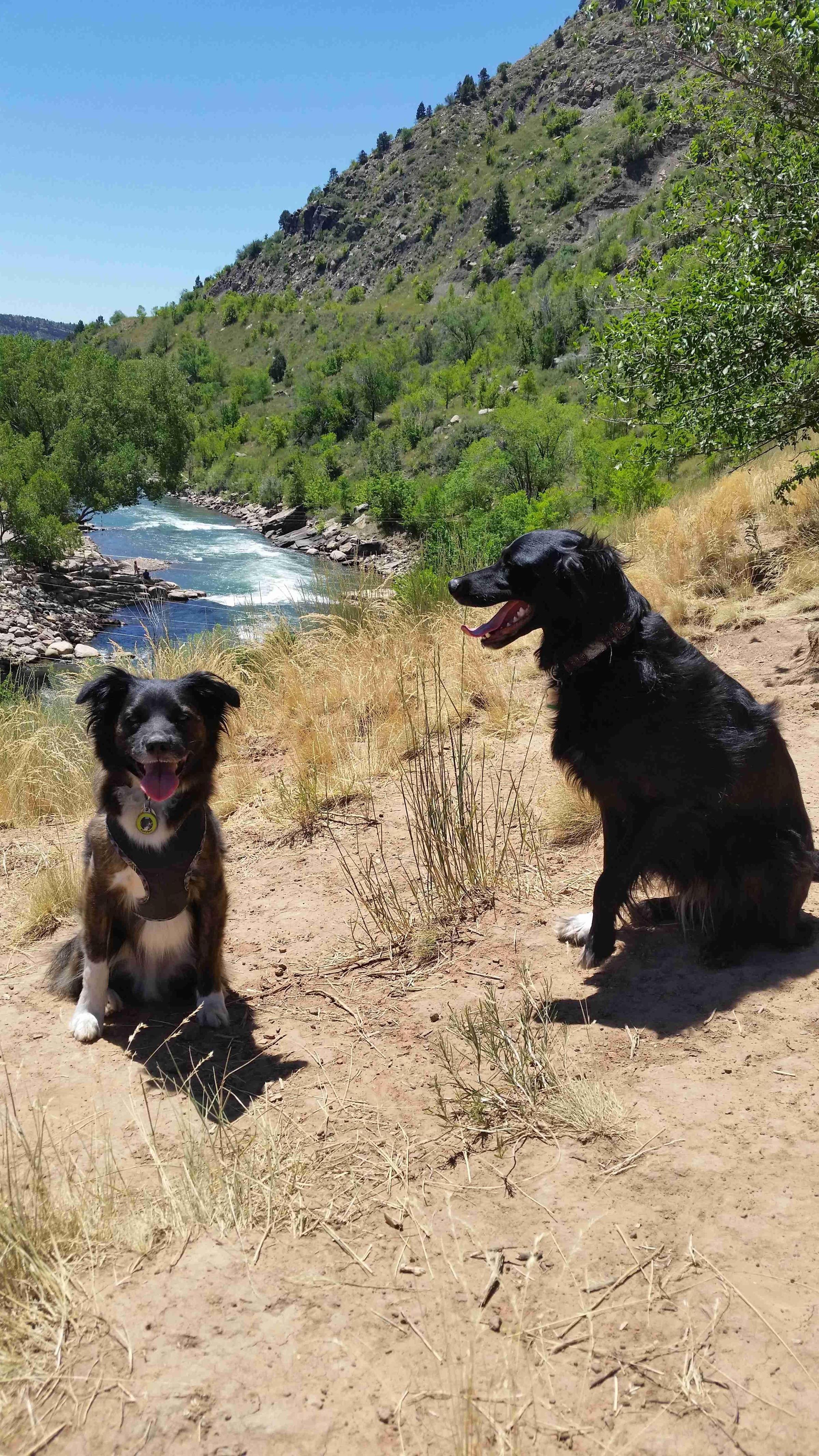 Pet Friendly Durango Off-Leash Dog Park