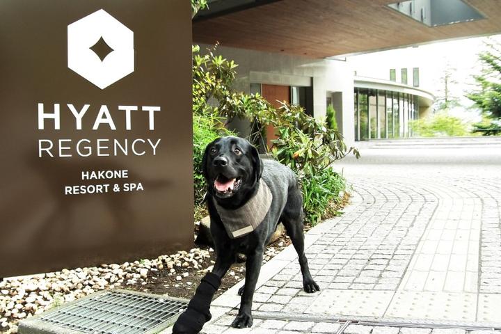 Hyatt Regency Pet Policy