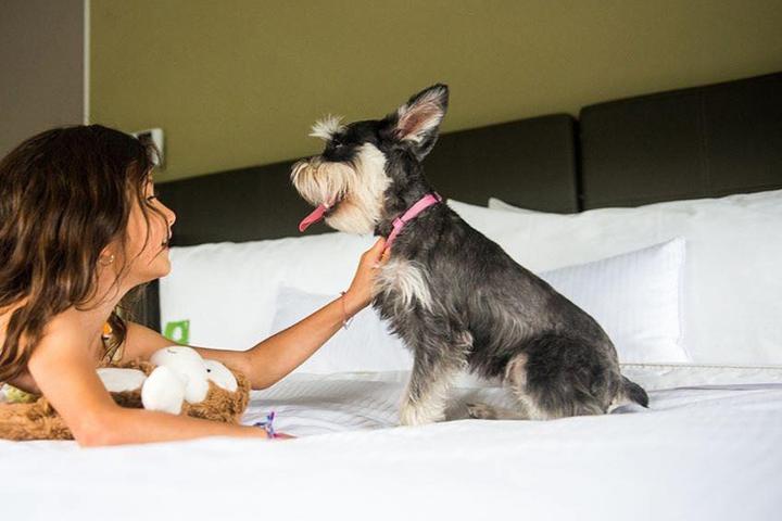 Element Hotels Pet Policy