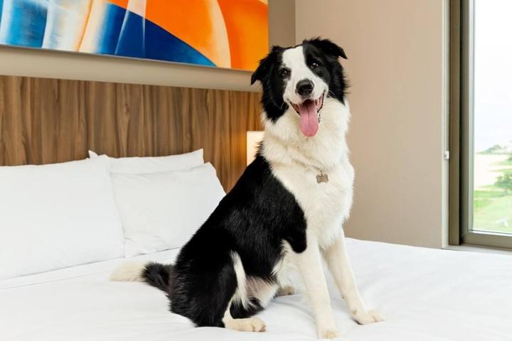 Can I Bring My Dog to Hyatt Place?