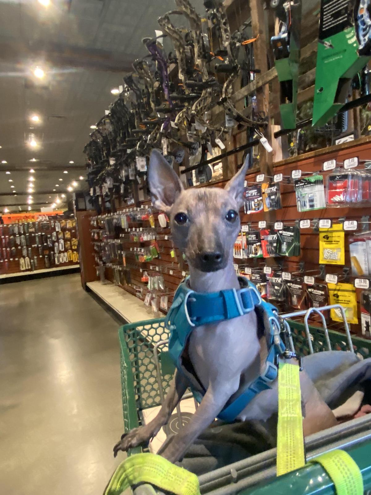 Dog Friendly Shopping in Massachusetts BringFido