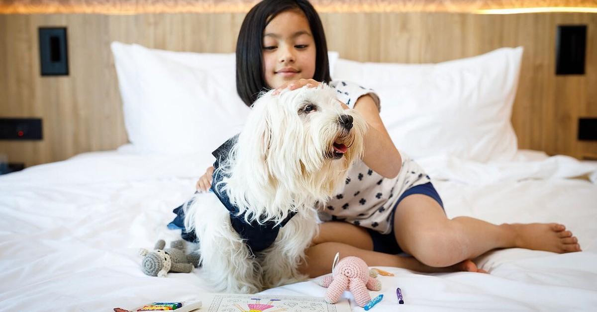 New Pet-Friendly Hotels: December 2022 - BringFido