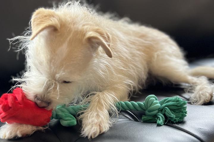 Cute white dog plays with rose rope toy.
