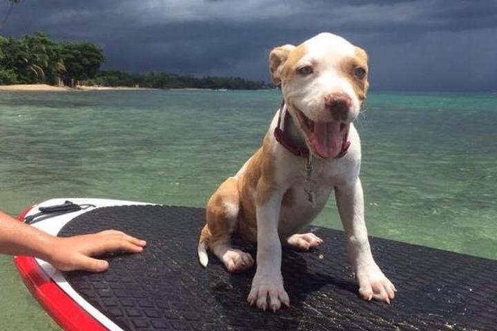 Pet friendly things to do in Puerto Rico.