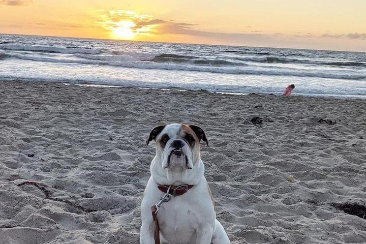 Rothstein, the English Bulldog, enjoys the sunset over the ocean in San Diego, CA