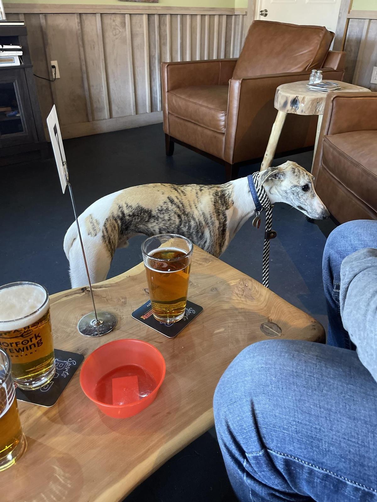 Norfork Brewing Co. restaurant view 6