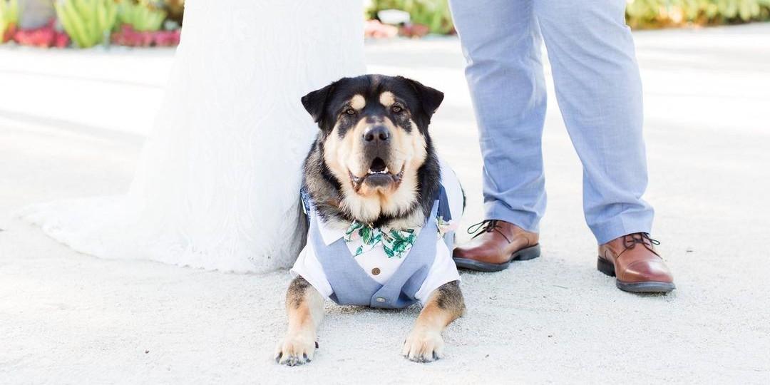Dog-Friendly Wedding Venues