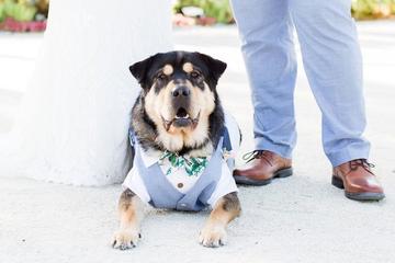 Dog-Friendly Wedding Venues Dog at wedding.