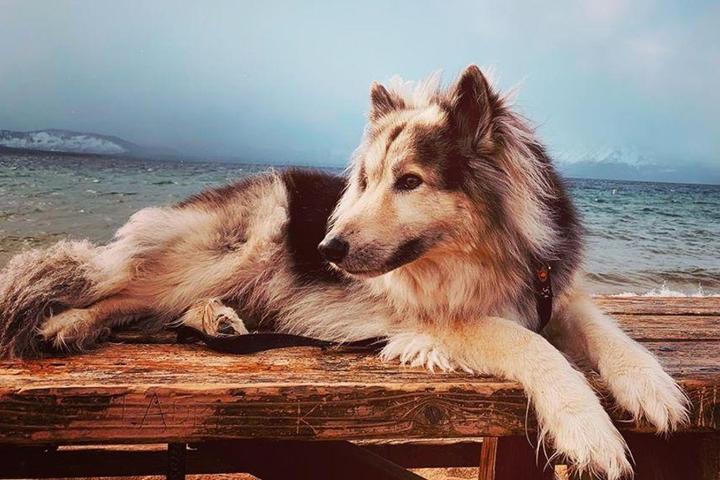 Dog-friendly guide to Lake Tahoe area.
