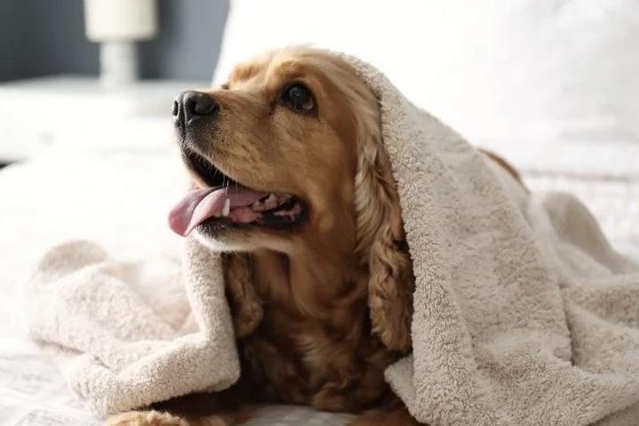Dog at pet-friendly Ramada Wytheville.