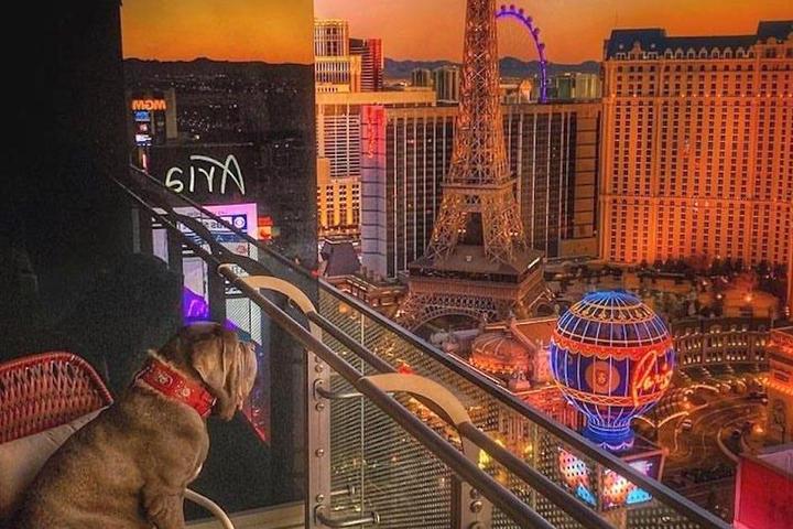 Dozer the Mastiff looks out from his balcony at The Cosmopolitan on the Las Vegas Strip.