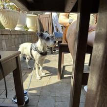 Watusi Cafe restaurant view 1
