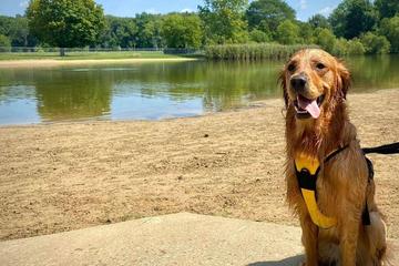 Bow wow deals beach dog park