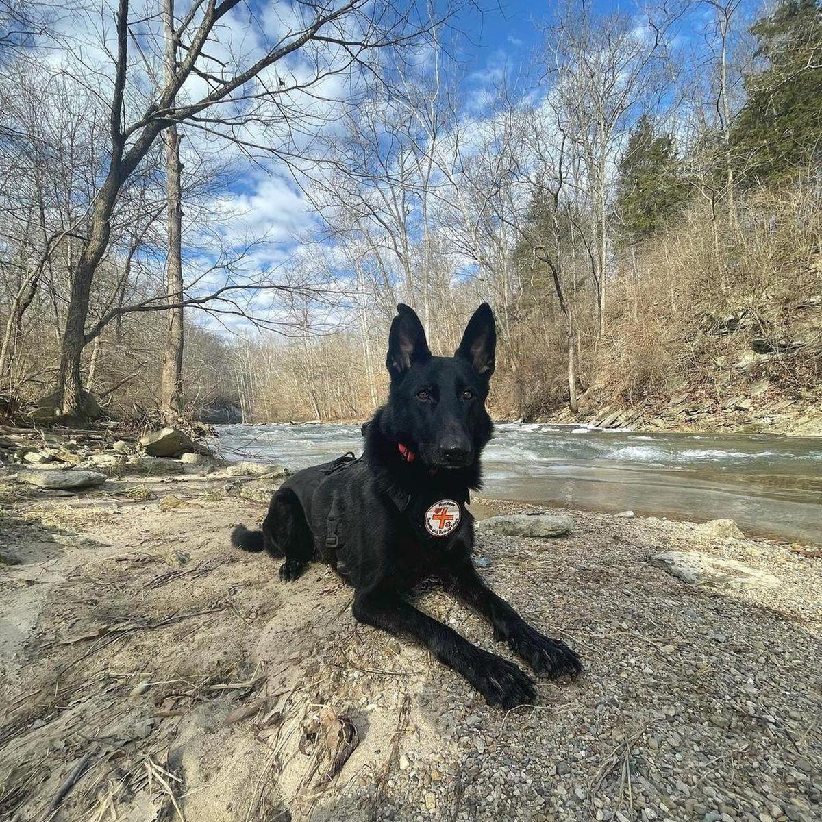 are dogs allowed in ohio state parks