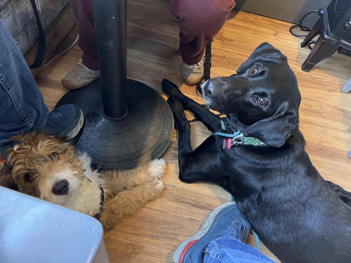 Jives Coffee Lounge restaurant view 4