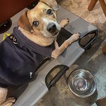 Public House Brewing Company restaurant view 7