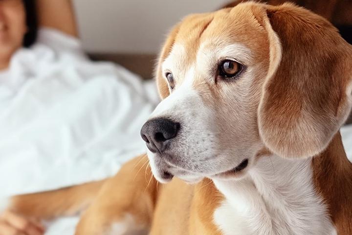 Can I Bring My Dog to Hawthorn Suites by Wyndham?