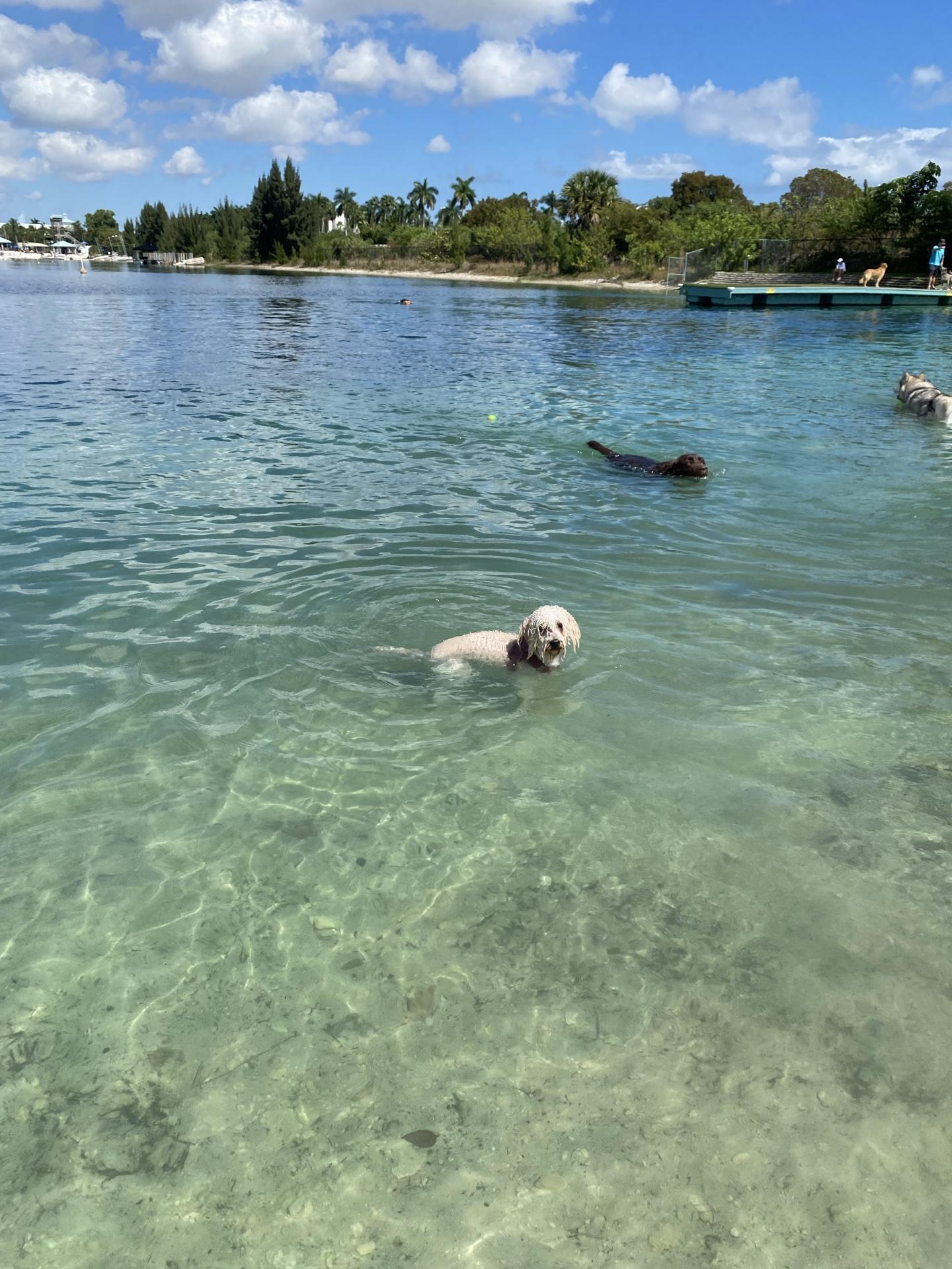 Pet Friendly Performance Pups Freshwater Dog Beach