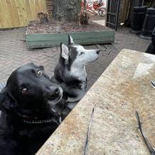 Square One Brewery & Distillery restaurant view 1