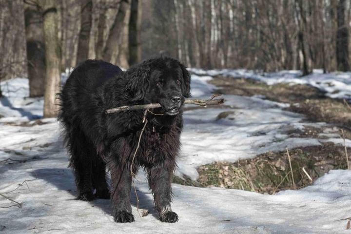 Newfoundland dog with a stick in his mouth stands in the snow in a wooded area.
