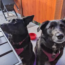 Bear & Bone Burger Co. restaurant view 1